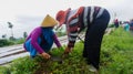 Reforestation in Gedegan area of Ã¢â¬ÂÃ¢â¬Â¹Ã¢â¬ÂÃ¢â¬Â¹Mount Sumbing,